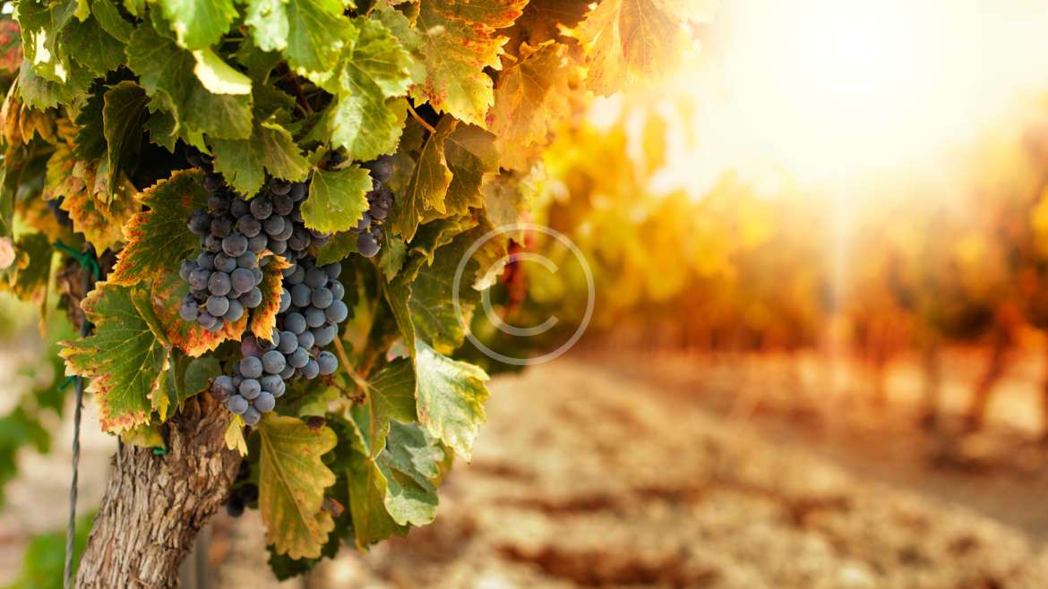 Elaboración de vino: ¿arte, ciencia, magia o tecnología?